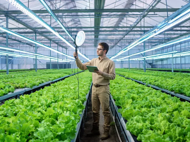 Agronomist measuring canopy PPFD