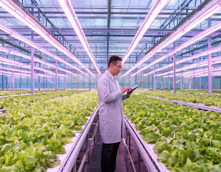 Heliospectra horticultural luminaires above greenhouse crops
